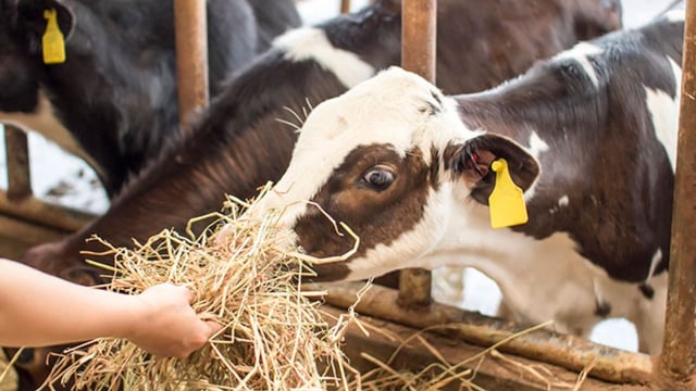 9 out of 10 farm animal welfare complaints unfounded