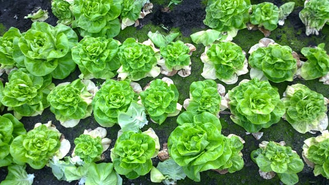 Aggressive lettuce disease Fusarium wilt spotted in UK for the first time