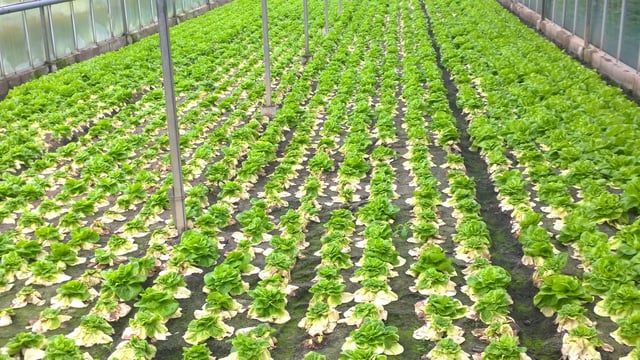 Ag-tech experts and growers to create prototype robotic lettuce harvester