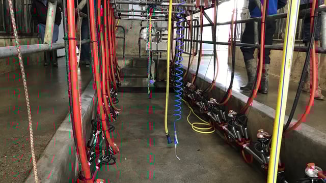 Dairy advice: When should your milk liners be changed?