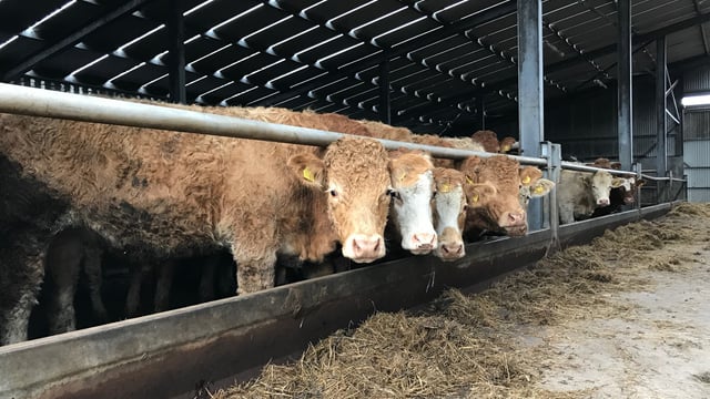 Will your store cattle hit the target this winter?