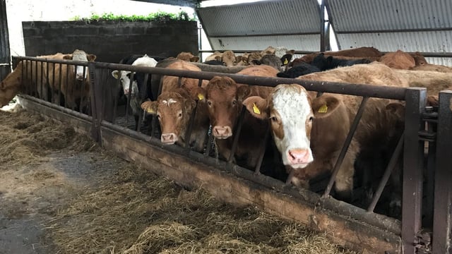 €140/hd gap between Irish and UK steer prices 'unacceptable'