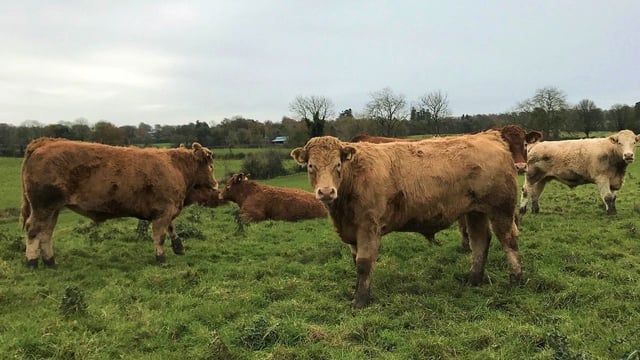 Beef focus: Bringing all calves to slaughter on midlands suckler farm
