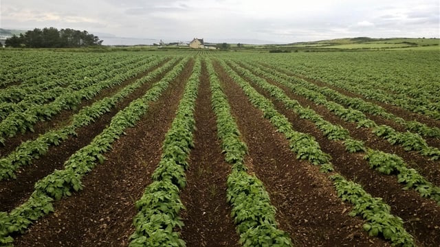 Met Éireann: Nationwide potato blight advisory issued