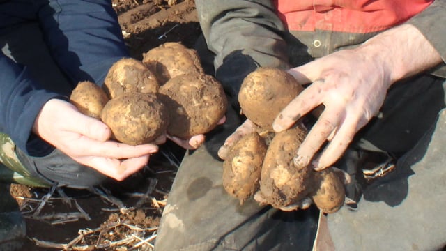 Consumers paid 66c more for a 2.5kg bag of potatoes in July - CSO