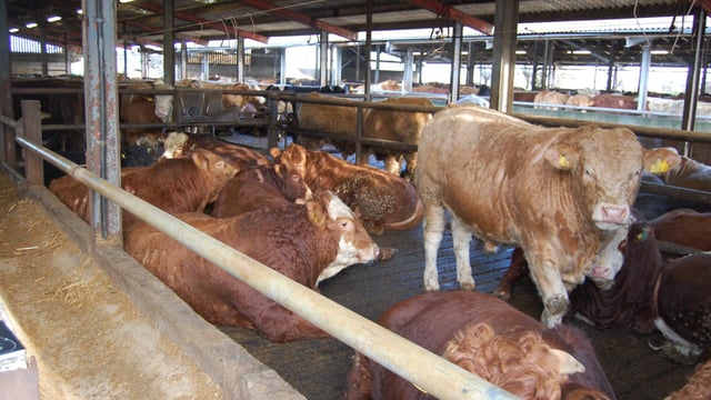 Finishing cattle: How to assess if an animal is fit for slaughter