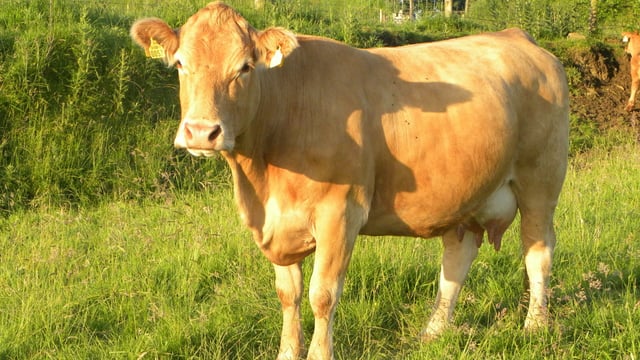 What does the future hold for Irish suckler cow numbers?