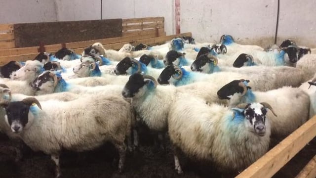 Reward offered for info leading to the recovery of 74 stolen sheep