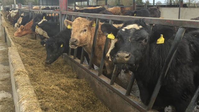 Fresh feed is essential for cattle to hit growth targets