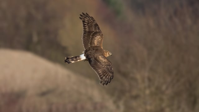 'Crisis point' as hen harrier numbers decline by a third
