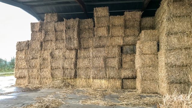 Forage focus: Have you considered miscanthus as a bedding option?