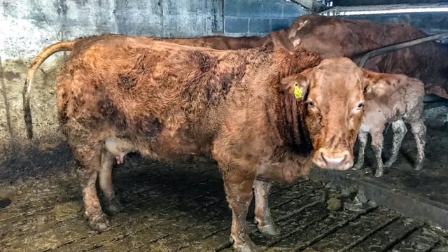Beef focus: Attention to detail key to success on a pedigree Limousin farm