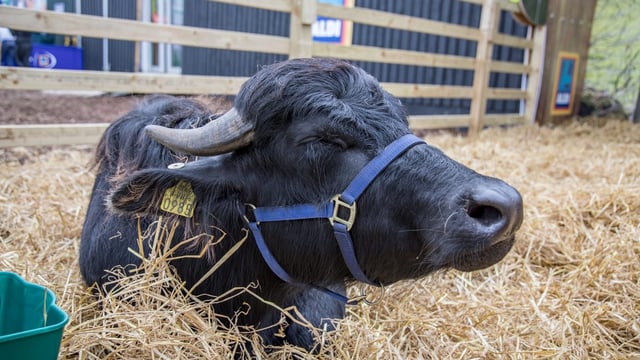 'Sourcing milking buffalo in Europe is a challenge'