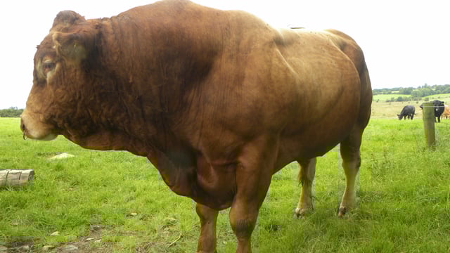 Are you managing your stock bull correctly?