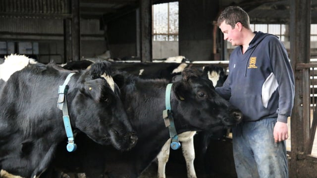 NI indepth: 'New Zealand inspired me to swap sucklers for dairy cows'
