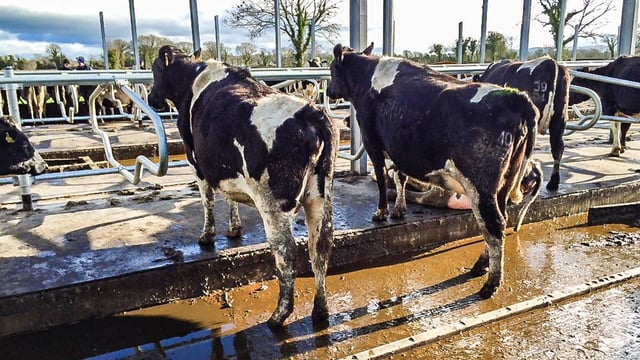 Lessons learned from genomic breeding in New Zealand