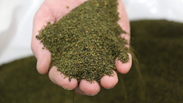 'Follow-on' livestock seaweed supplement launched