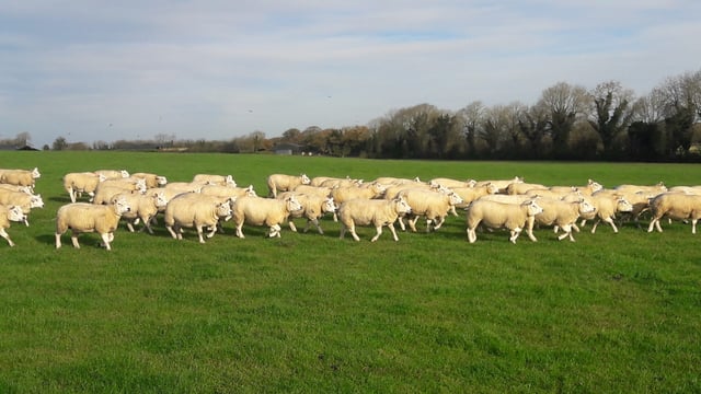 Sheep farmers: Department predicts risk of infection to lambs