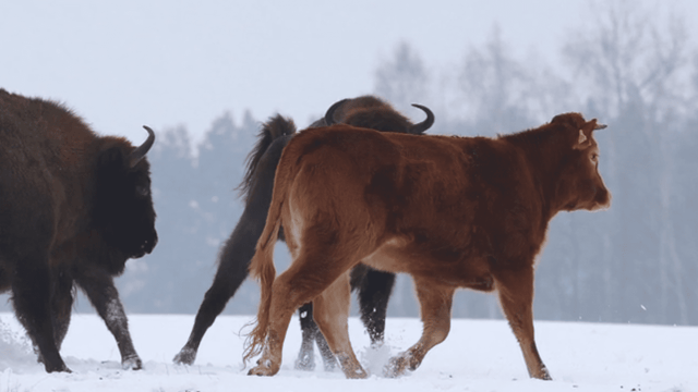 Limousin heifer roams wintry wilderness with bison herd