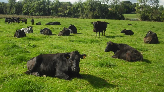 Beef focus: Wagyu leads the way on a Co. Kildare beef enterprise