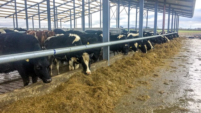 Dairy focus: Expecting 120 cows to calve in 21 days in Co. Laois