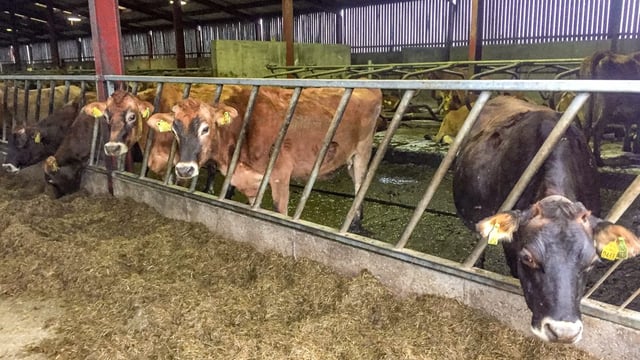 Dairy focus: Gearing up to calve 220 cows in February