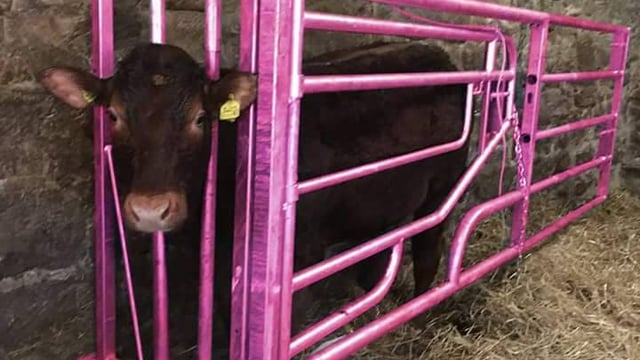 Fancy winning a pink calving gate and supporting a charitable cause?