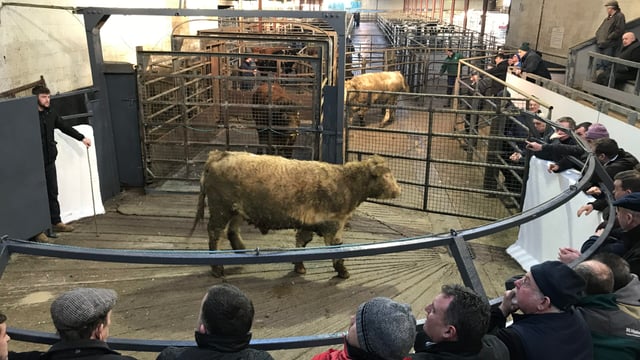 Cattle marts: Pics and prices from the first sale of 2018 at Carnaross Mart