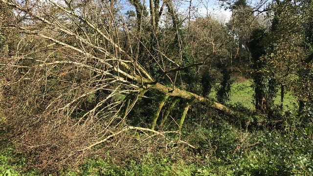 HSA urges 'safety first' during storm clean up