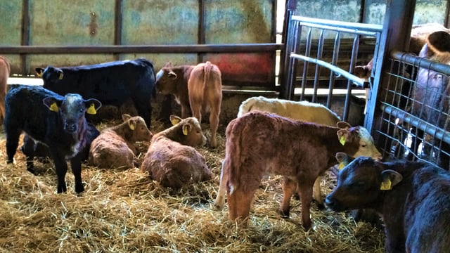 Good management and hygiene is the key to limiting Johne's disease