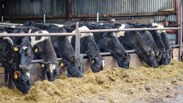 Farm organisations welcome department move on TB arrangements