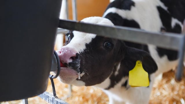 Calls for 'urgent publication' of details on Calf Investment Scheme