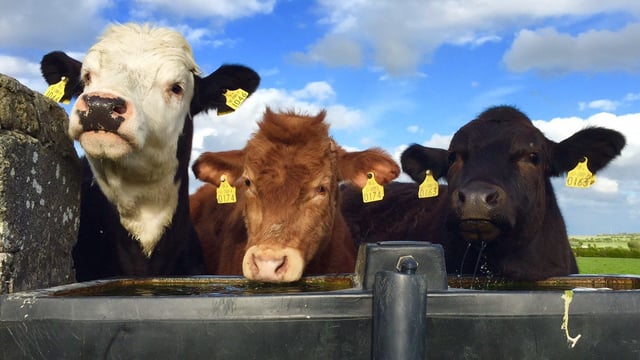 Five cattle die after freak poisoning
