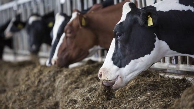 Glanbia announces fodder support - with imports to arrive this weekend