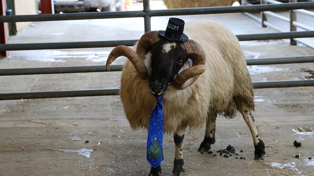 Ladies, forget the nightclubs - it's all about the marts!