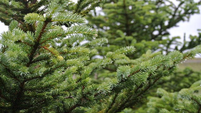 Timber survey shows 'improved prices' in Q1 2023