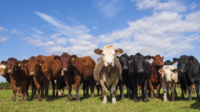 Is the suckler cow herd really in decline?