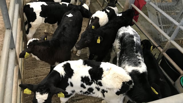 Calf trade: No reductions seen in prices as the season pushes on