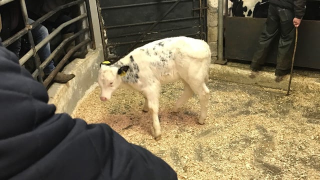 Belgian Blue calves trade for €335-395/head at Ballyjamesduff Mart