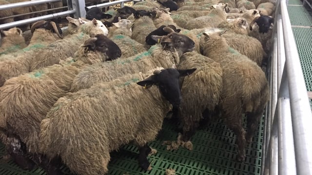 Clean Livestock Policy back in the limelight