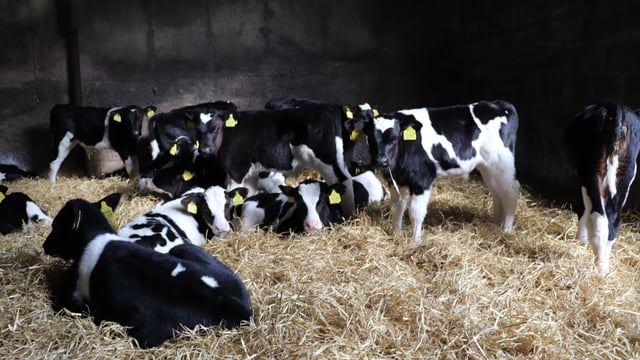 Dairy and dairy-beef farmers need the skills and knowledge when it comes to calf rearing