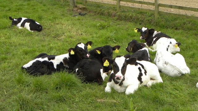 Rearing scheme 'an important first step' in supporting best calf care