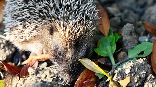 Have you spotted spiky wildlife on your farm?