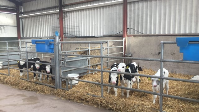 Dairy registrations up 5% on 2017