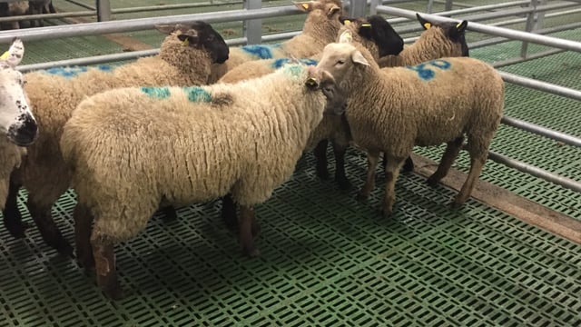 Hogget prices rise amid 'dirty' sheep confusion