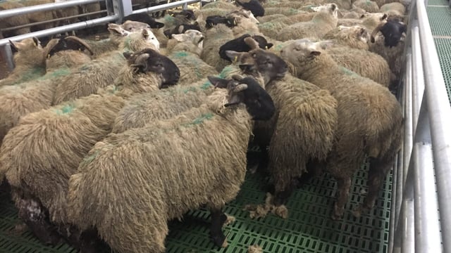 'The daggers isn't the answer for dirty sheep'