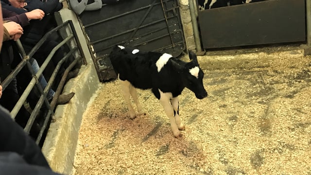 Calf trade: Improvement in Friesian bull calf prices
