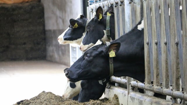 Meeting KPIs: How it's done at the 'Future Herd'