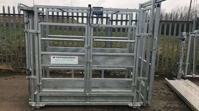Safety focus: Are your livestock handling facilities up to the task?