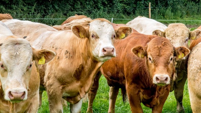 Libya issues veterinary health certificates for Irish live exports